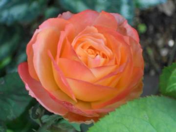 �t�����C�e