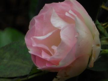 �X�g���x���[�A�C�X