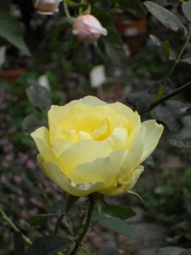 �J�X�N�h�[���ƃw���e�[�W�̂ڂ�