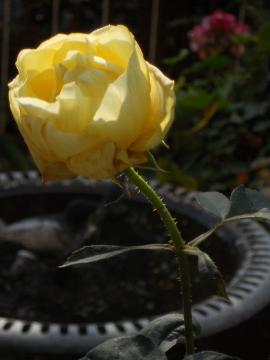 �����̃J�X�N�h�[��