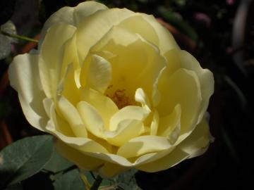 �������߂��ăJ�X�N�h�[��