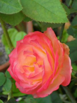 �t�����C�e