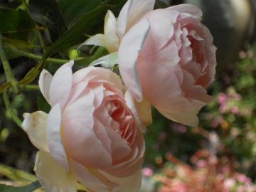 ���N�Ō�̃w���e�[�W