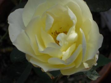 �J�X�N�h�[��