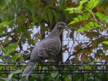 �}�����킦���L�W�o�g