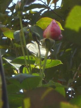 ��u���[���[��