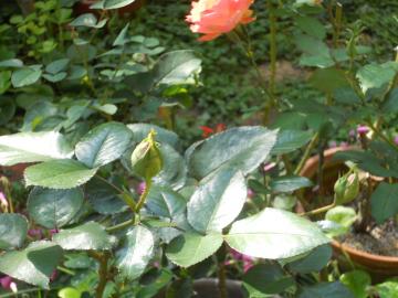 �v�����Z�X�h�D���i�R�̂ڂ�