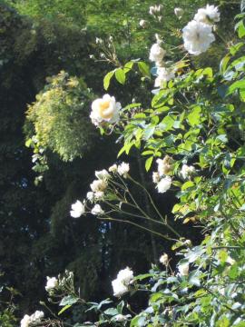 �A���X�^�[�X�e���O���C