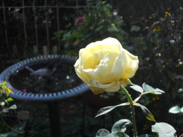 �����̃J�X�N�h�[��