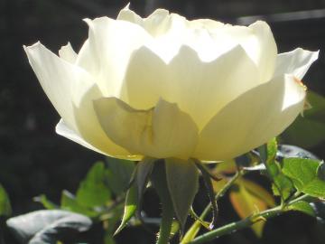 �J�X�N�h�[���E���F�̊�