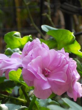 �[���j�E��