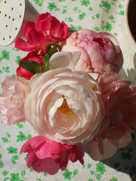 �����̃A�����W