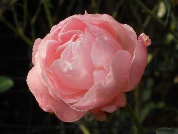 �N�C�[���G���U�x�X