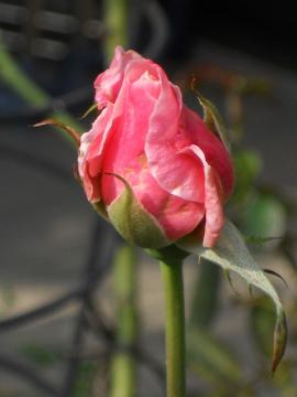 �G���U�x�X�̂ڂ�