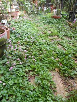 ���C���h�X�g���x���[�ƃq���c���\�o�̃O�����h�J�o�[