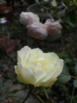 �����̃J�X�N�h�[��