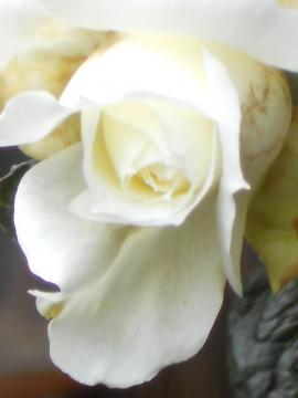 �`���C�R�t�X�L�[