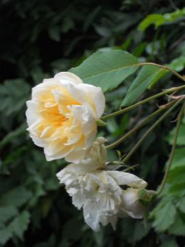 �X�e���O���C