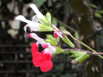 �`�F���[�Z�[�W