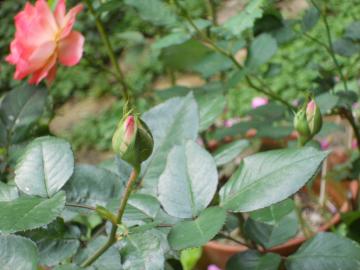 �v�����Z�X�h�D���i�R�̂ڂ�