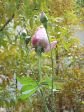 �u���[���[���̂ڂ�