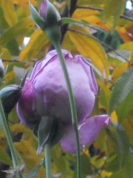 �J�������Ă���u��-���[��