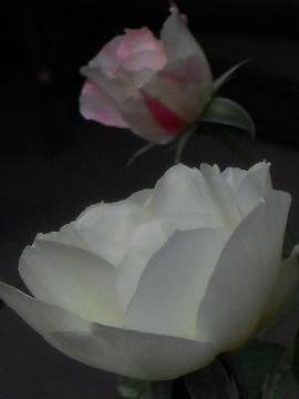 �����̃J�X�N�h�[��