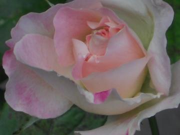 ���݂����Ă����}�`���_