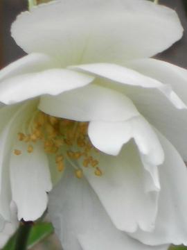 ���N�̍Ō�̃A�C�X�o�[�O