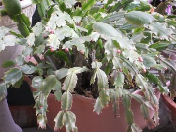 �V���R�o�T�{�e��