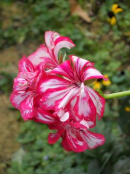 �A�C�r�[�[���j�E��