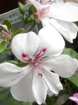 �A�C�r�[�[���j�E��