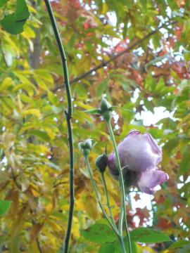 �u���[���[��