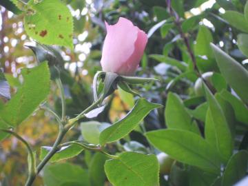 ���[�[���g���t�V���p���V���z�[�v