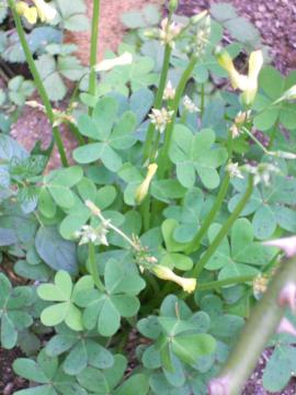 ���F�̃I�L�U���X