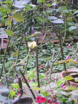 �J�X�N�h�[���ƃ��C14���̂ڂ�