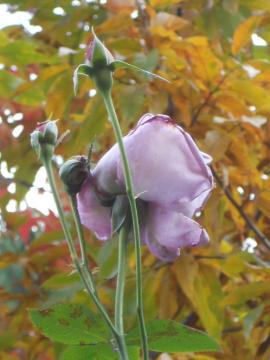 �����̃u���[���[��