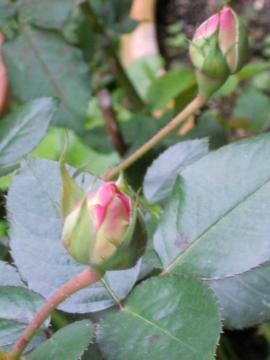 �v�����Z�X�h�D���i�R�̂ڂ�