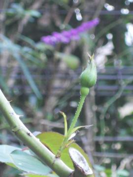 �f���f�B�x�X�̂ڂ�