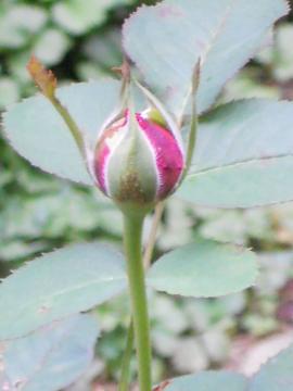 �E�B���A���V�F�[�N�X�s�A2000�̂ڂ�