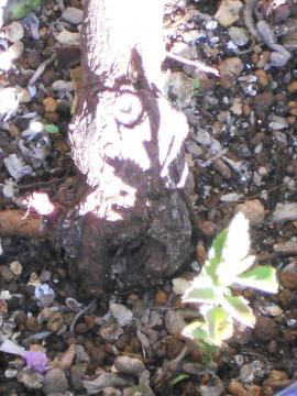 �[�t�B�[�k�h���[�A���̑���