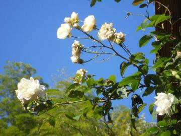 ��̉��̃X�e���O���C