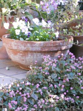 �r�I���ƃq���c���\�o