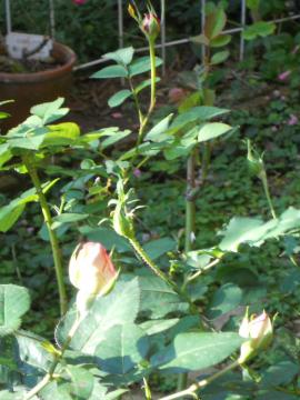 �}�C�K�[�f���@�����̃v�����Z�X�h�D���i�R