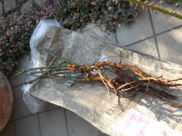 �n�~���g���ƃN���A�I�[�X�e�B��