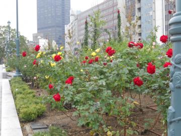 �C���O���b�h�o�[�N�}��