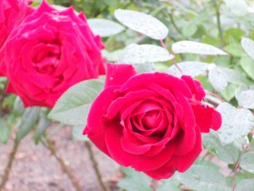 �C���O���b�h�o�[�N�}��