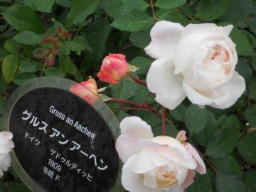 �O���X�A���A�[�w��