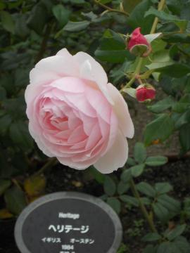 �w���e�[�W