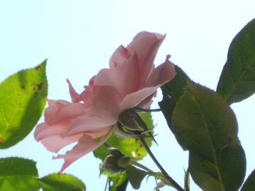 �V���p���V���z�[�v